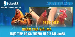 Đá Gà Jun88 - Thỏa mãn Đam Mê Cùng Các Trận Đấu Hấp Dẫn